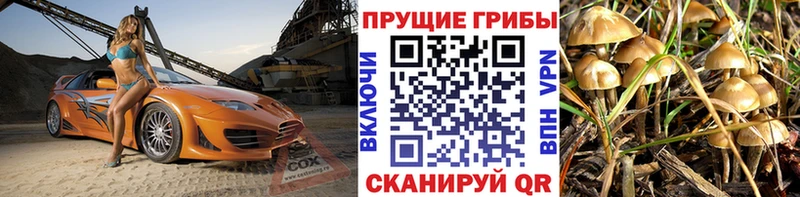 Галлюциногенные грибы Psilocybe  где найти   Юрьев-Польский 